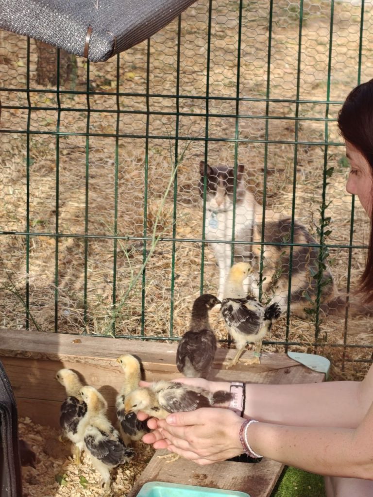 proyecto de bienestar animal granja cero carbón